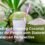 Benefits of Drinking Coconut Water for People with Diabetes: A Balanced Perspective